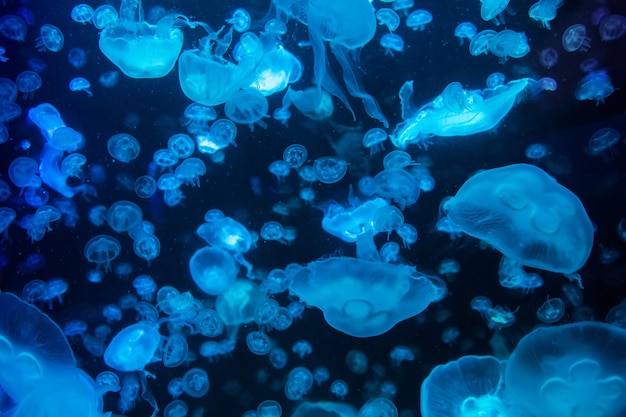 Aurelia jellyfish aurita 컬러 반투명 색상과 어두운 배경