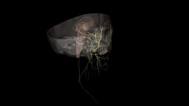 Photo the auriculotemporal nerve is a branch of the mandibular division of the trigeminal nerve