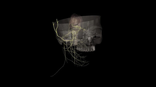 Photo the auriculotemporal nerve is a branch of the mandibular division of the trigeminal nerve