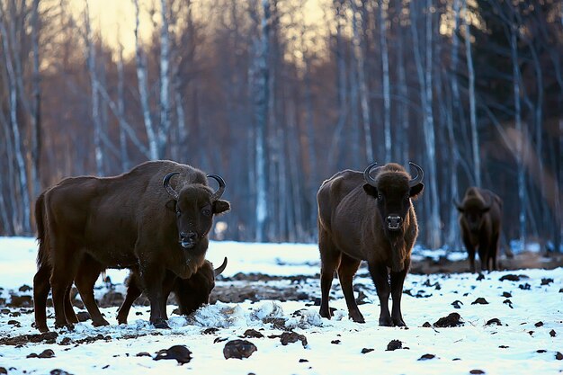 Зубр зубр в природе / зимний сезон, зубр в заснеженном поле, большой бык буфало