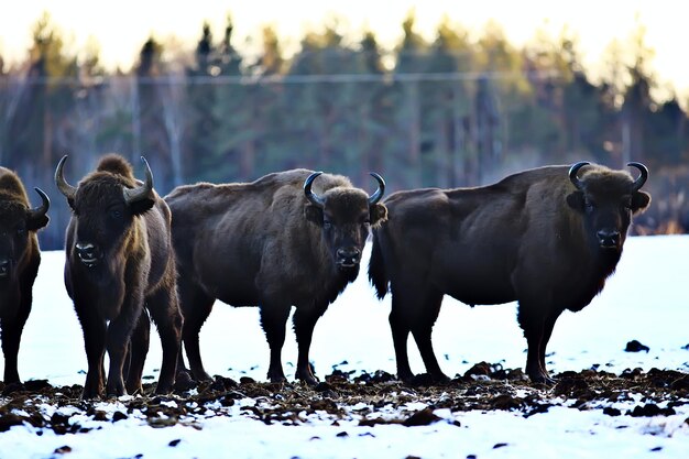 Photo aurochs bison in nature / winter season, bison in a snowy field, a large bull bufalo