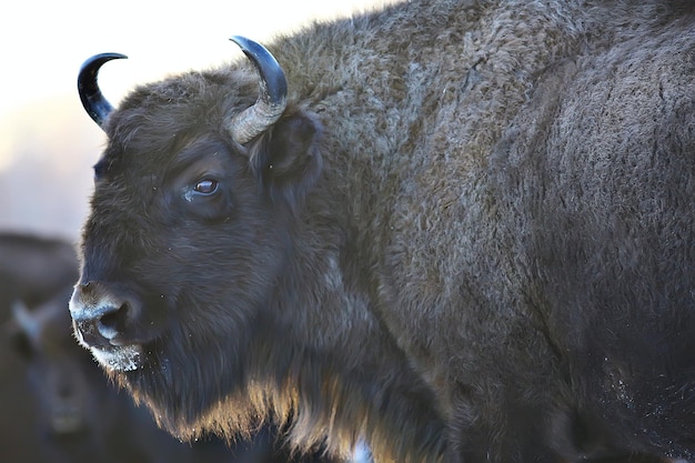 Aurochs bison in nature / winter season, bison in a snowy field, a large bull bufalo