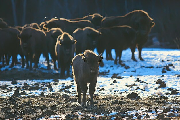 Аурокс бизон в природе зимний сезон, бизон в заснеженном поле, большой бык буйвол