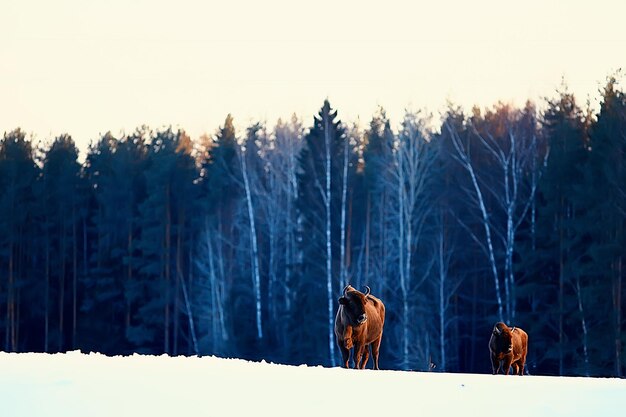 Photo aurochs bison in nature / winter season, bison in a snowy field, a large bull bufalo