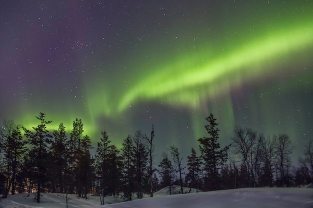 aurora borealis over bladeren achter een besneeuwd bos