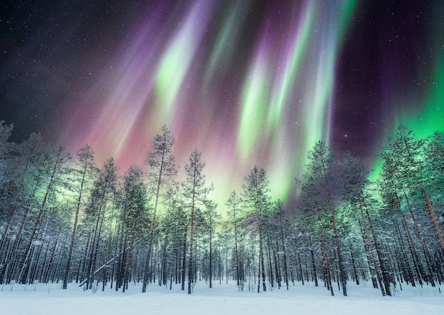 Aurora borealis over dennenbos op sneeuw