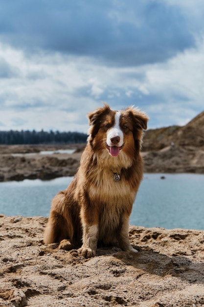 オーストラリアの犬の赤いトリコロールは自然の景色を楽しんでいます