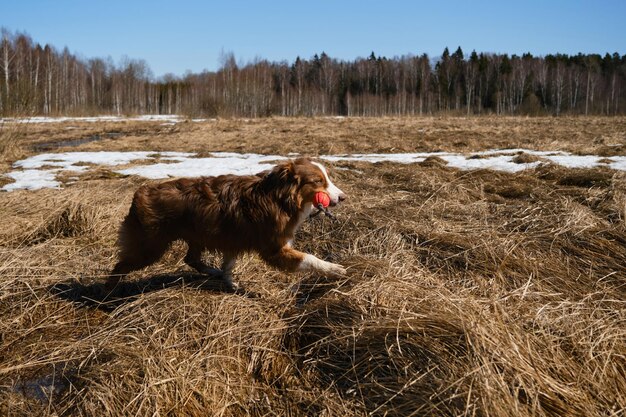 Aussie is having fun outside on clear sunny day Puppy of Australian Shepherd red tricolor runs through field with dry grass with orange ball on rope in teeth