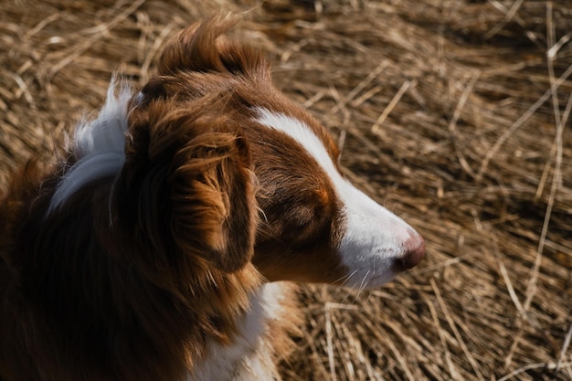 オーストラリアンシェパードの子犬のクローズアップのプロフィールの肖像画の外の晴れた晴れた日に毛むくじゃらの面白い耳チョコレートの鼻と頭に白い縞模様の赤いトリコロールです