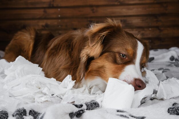 Aussie is young crazy dog making mess