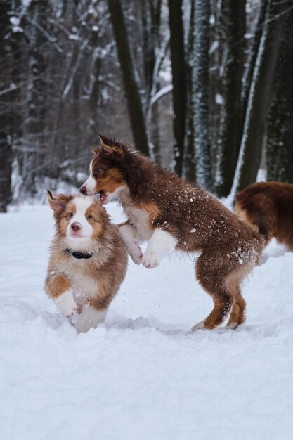 オーストラリアンシェパードの子犬が雪の中を走り、散歩中に羊飼いの犬小屋を笑顔にするオーストラリアンシェパードの2人の兄弟