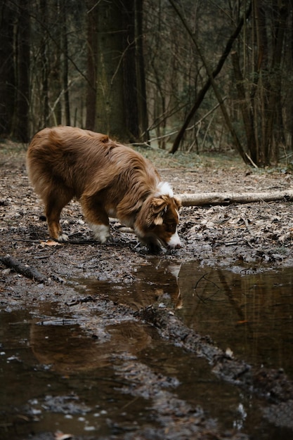 オーストラリアの子犬は汚れていて濡れていますが、公園で幸せな犬です