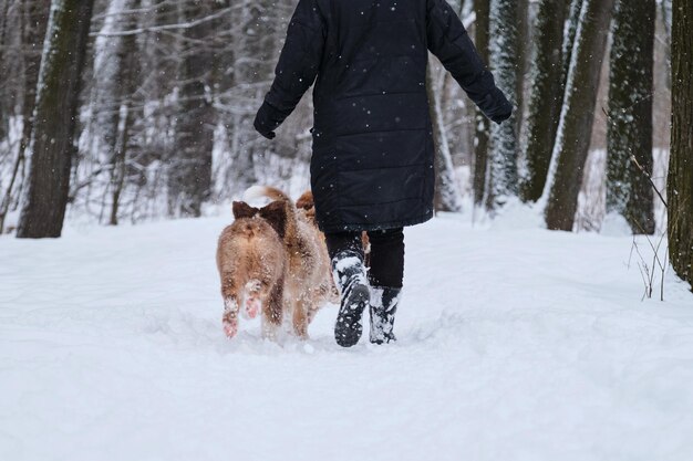 Aussie-puppy's rennen door de sneeuw met hun menselijke eigenaar Herderskennel tijdens wandeling Achteraanzicht