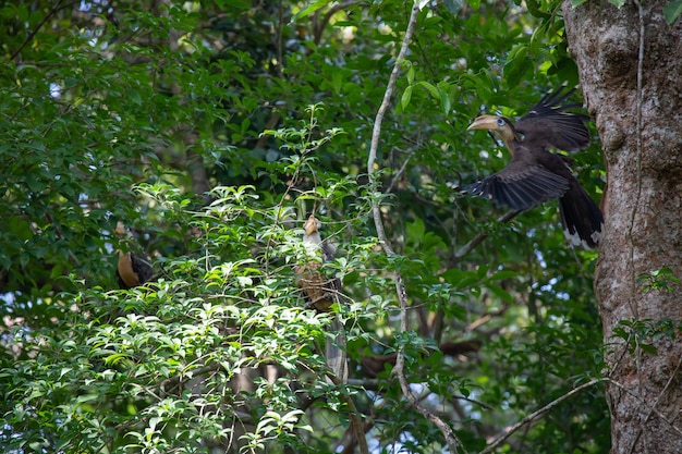 オースティンの茶色のサイチョウ（オス）は、自然の虫歯で餌を与えるために飛んでいます。 、カオヤイ国立公園タイ。