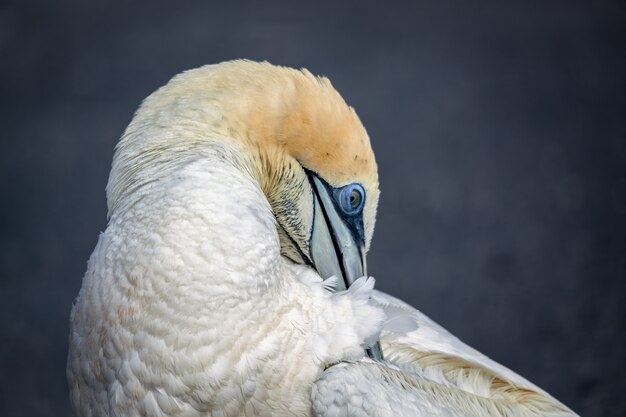 オーストラリアシロカツオドリ（Morus serrator）