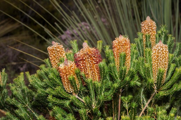 Photo australia bush flora flowers detail banksia flower