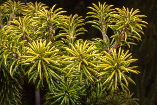 Photo australia bush flowers flora detail