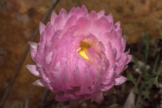 Photo australia bush flowers flora detail