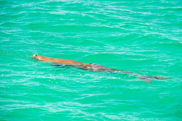 Australia dugong while swimming on sea surface