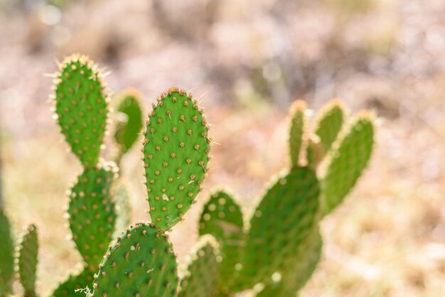 Australia closeup cactus selvaggio