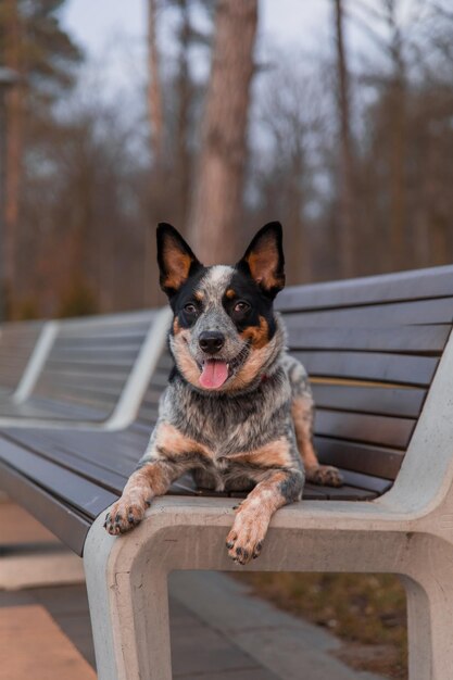 オーストラリアンキャトルドッグは、公園で青いヒール犬の屋外の肖像画を繁殖させます