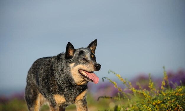 Australian cattle dog by plants on field against sky