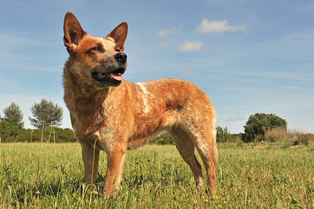 Australian cattle dog in the grass