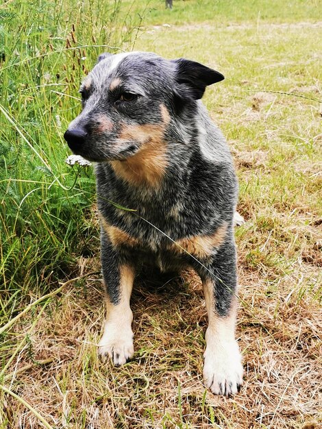 Photo australian cattle dog on the green meadow