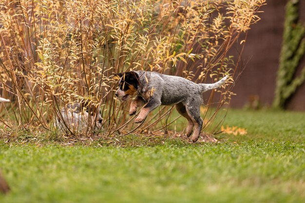 Australian cattle dog puppy outdoor Blue heeler dog breed Puppies on the backyard Dog litter Dog kennel