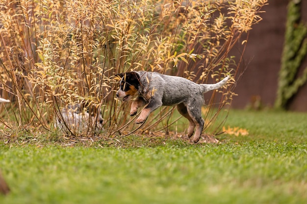 Photo australian cattle dog puppy outdoor. blue heeler dog breed. puppies on the backyard