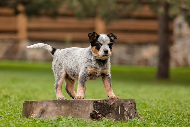 Australian cattle dog puppy outdoor. Blue heeler dog breed. Puppies on the backyard