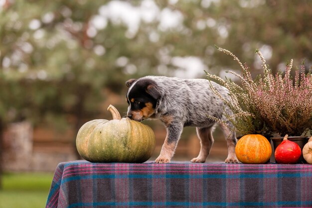 Photo australian cattle dog puppy outdoor. blue heeler dog breed. puppies on the backyard