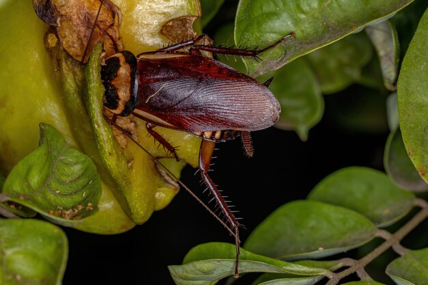 Australian Cockroach of the species Periplaneta australasiae eating carambola fruit