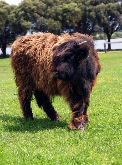 Photo australian cow