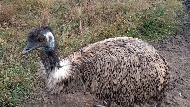 Australian Emu bird Dromaius novaehollandiae CloseUp of an Australian Emu