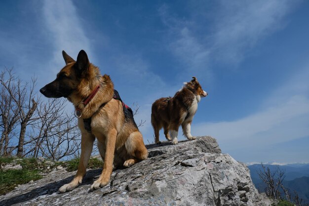 Australian and German Shepherd dog side by side on big stone on top of cliff