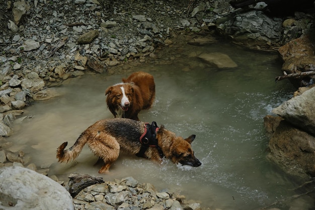 Australian and German Shepherd dogs actively spend time on walk in mountain river