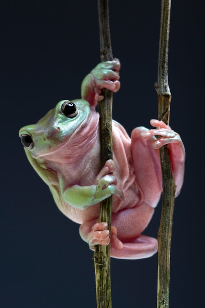 Photo australian green tree frog on black background