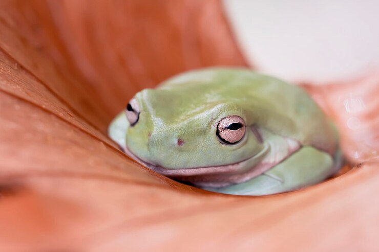 Photo オーストラリアの緑の木のカエルまたは自然でカラフルな背景のダンピー木のカエルは