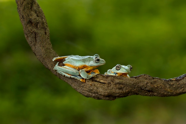 Australian Green Tree Frog on natural background