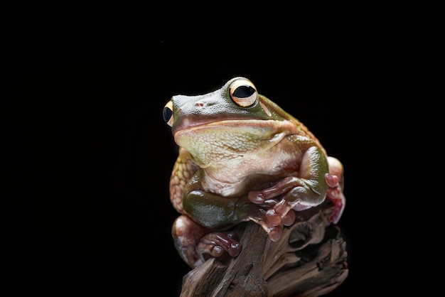 The Australian green tree frog (Ranoidea caerulea) on the tree bark