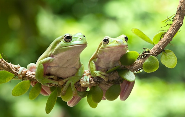 Australian Green Tree Frog on twig