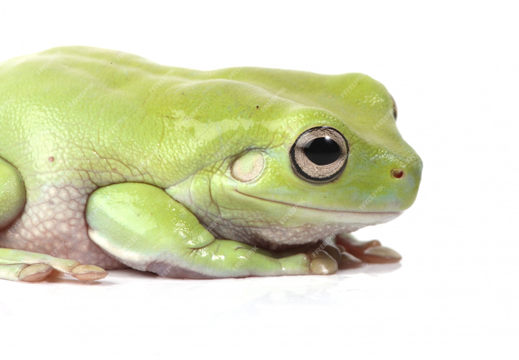 Premium Photo | Australian green tree frog