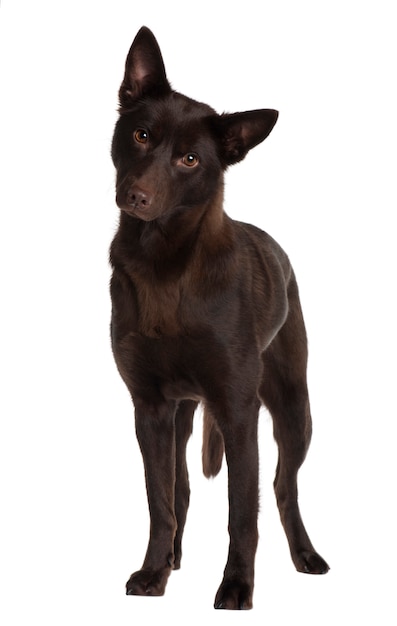 Australian Kelpie, 11 years old, standing