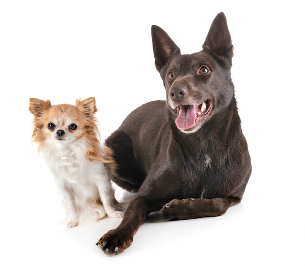 Australian Kelpie and chihuahua