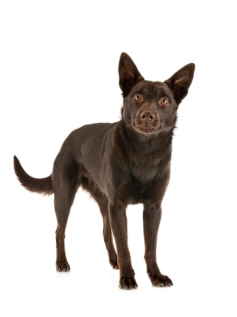 Australian Kelpie in front of white background