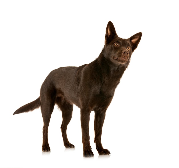 Australian Kelpie in front of white background