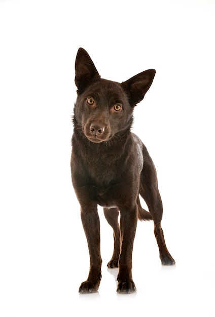 Australian Kelpie in front of white background