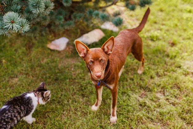 緑の芝生の上に横たわって、猫と遊んで、楽しんでいるオーストラリアンケルピーの子犬