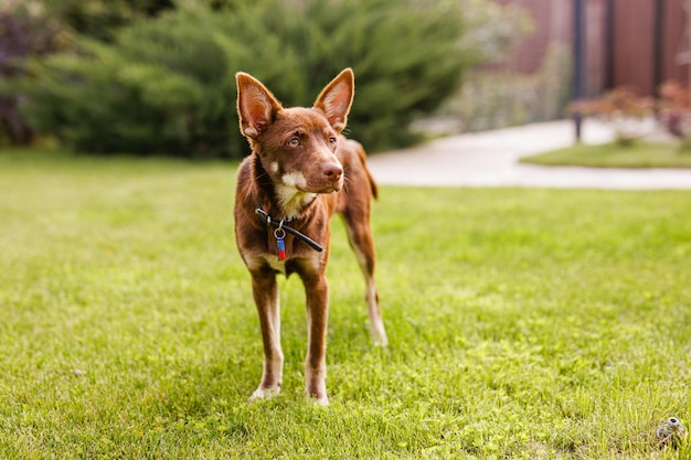 녹색 잔디 마당에 밖에 있는 호주 켈피 강아지